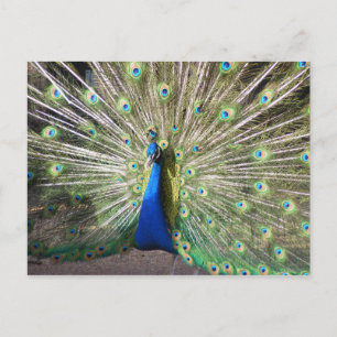 Postal Peacock azul de India