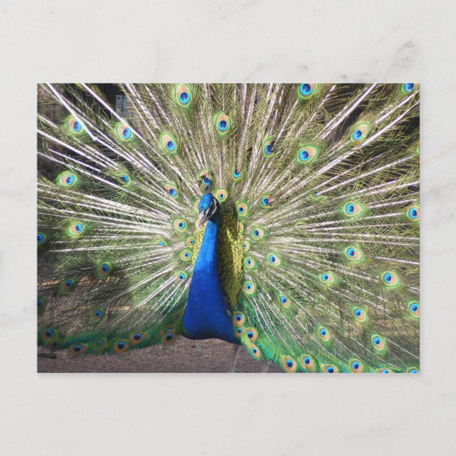 Postal Peacock azul de India (Anverso)