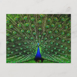 Postal Peacock azul de India