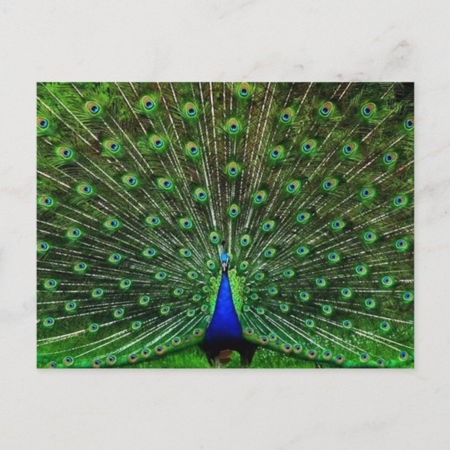 Postal Peacock azul de India (Anverso)