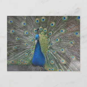 Postal Peacock Bird