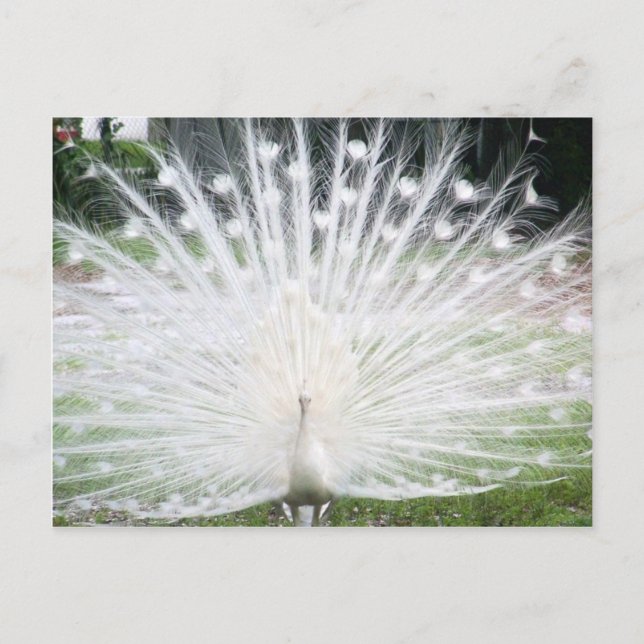 Postal Peacock blanco (Anverso)