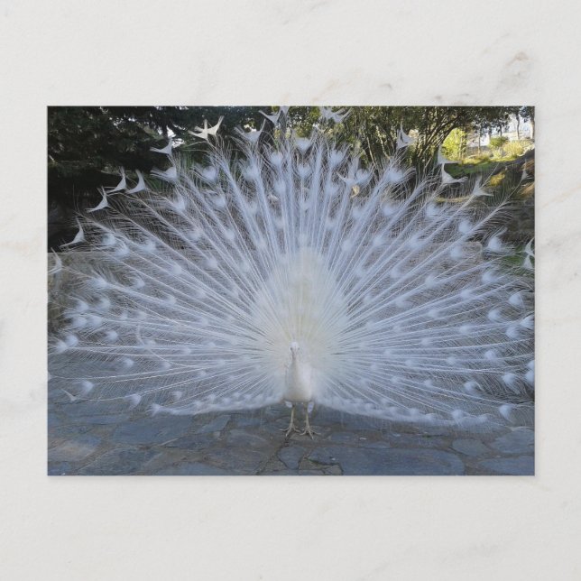 Postal Peacock blanco (Anverso)