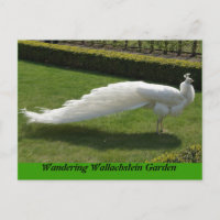 Peacock blanco
