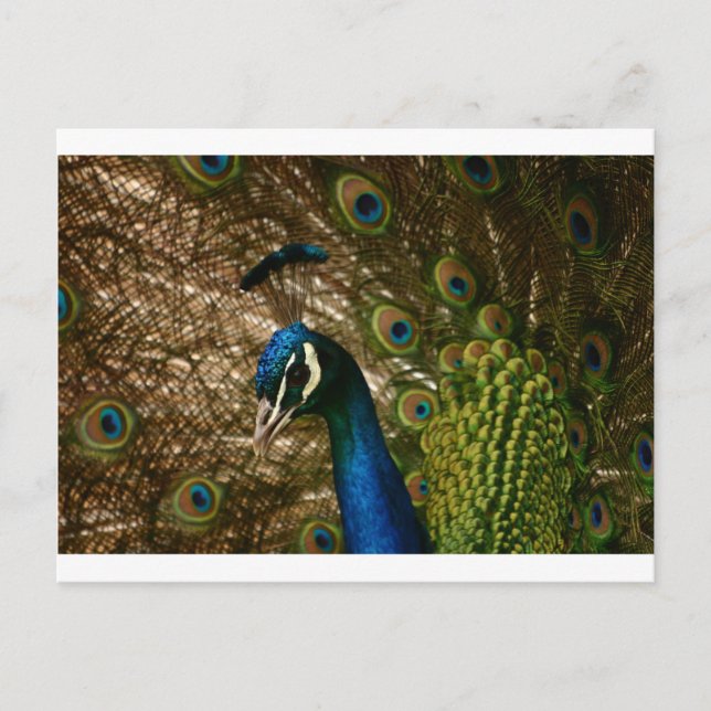 Postal Peacock Closeup (Anverso)