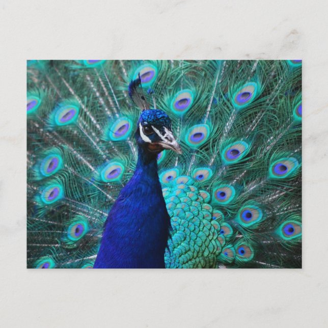 Postal Peacock de bonito (Anverso)