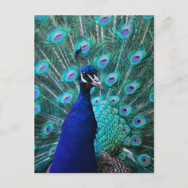 Postal Peacock de bonito (Anverso)