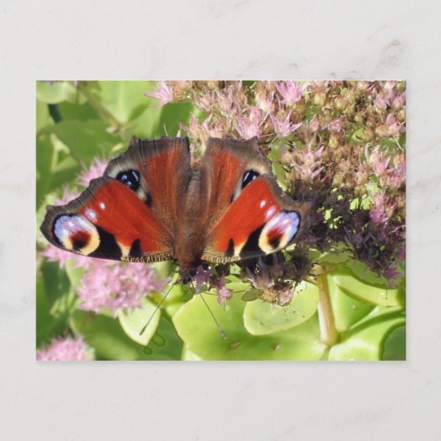 Postal Peacock europeo (Anverso)