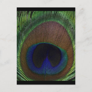 Postal Peacock Feather