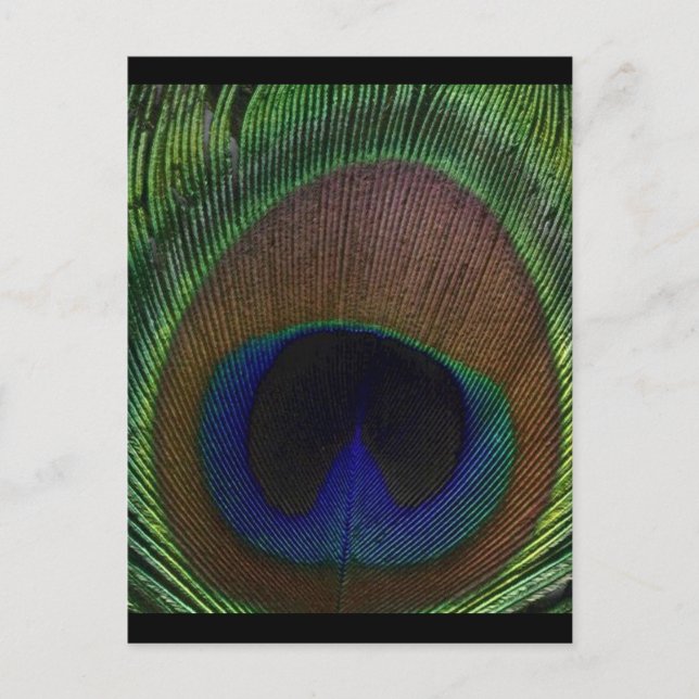 Postal Peacock Feather (Anverso)