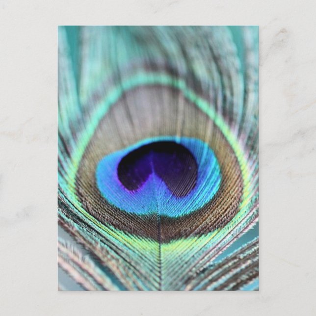 Postal Peacock Feather (Anverso)