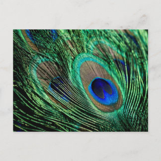Postal Peacock Feather Lucky
