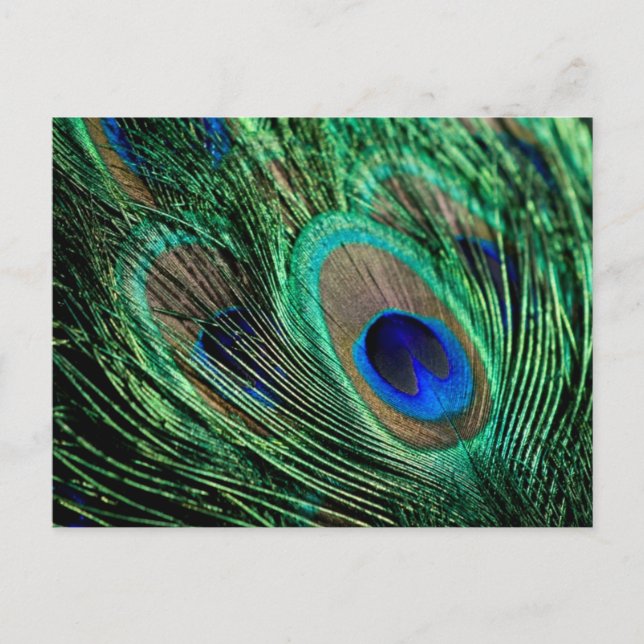 Postal Peacock Feather Lucky (Anverso)