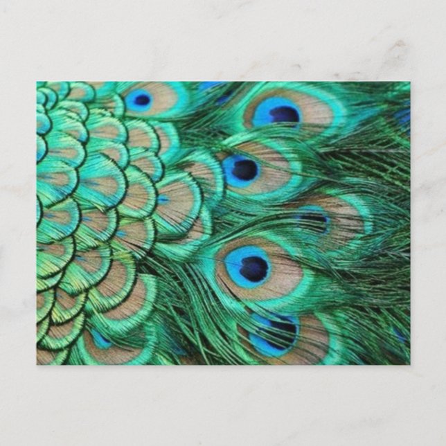 POSTAL PEACOCK FEATHERS (Anverso)