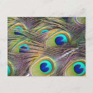 Postal Peacock Feathers