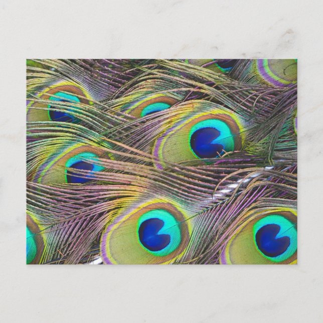 Postal Peacock Feathers (Anverso)