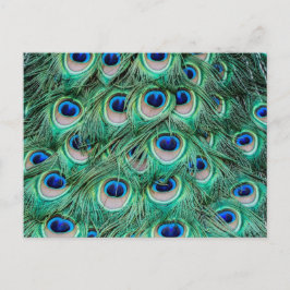 Postal Peacock Feathers