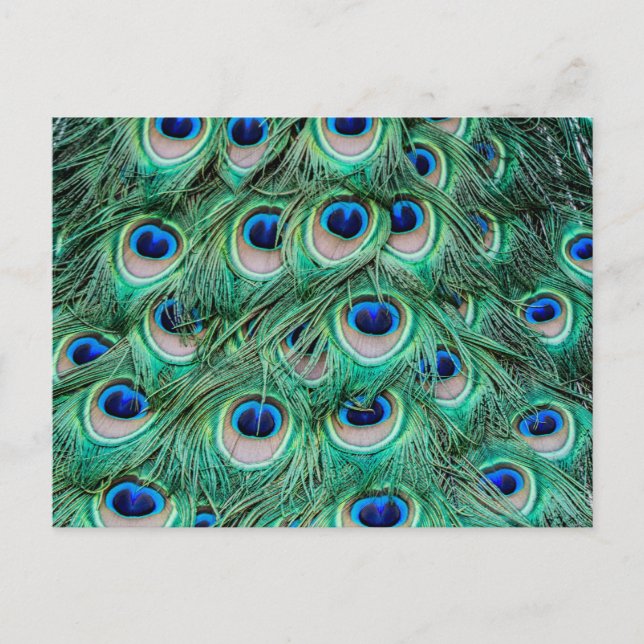 Postal Peacock Feathers (Anverso)