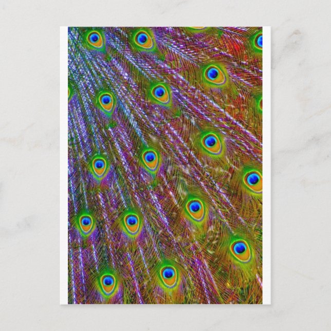 Postal Peacock Feathers (Anverso)