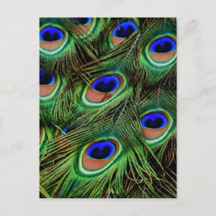 Postal Peacock Feathers