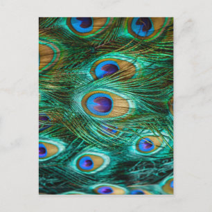 POSTAL PEACOCK FEATHERS