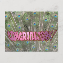 Postal Peacock Feathers Felicitaciones Postcard Pink