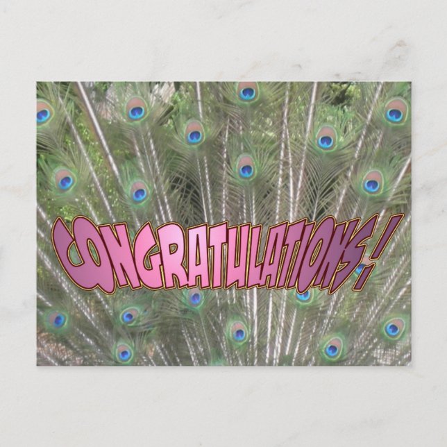 Postal Peacock Feathers Felicitaciones Postcard Pink (Anverso)