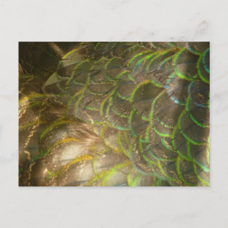 Postal Peacock Feathers III (Mujer) Diseño de la Naturale