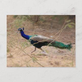 Postal Peacock imprudente