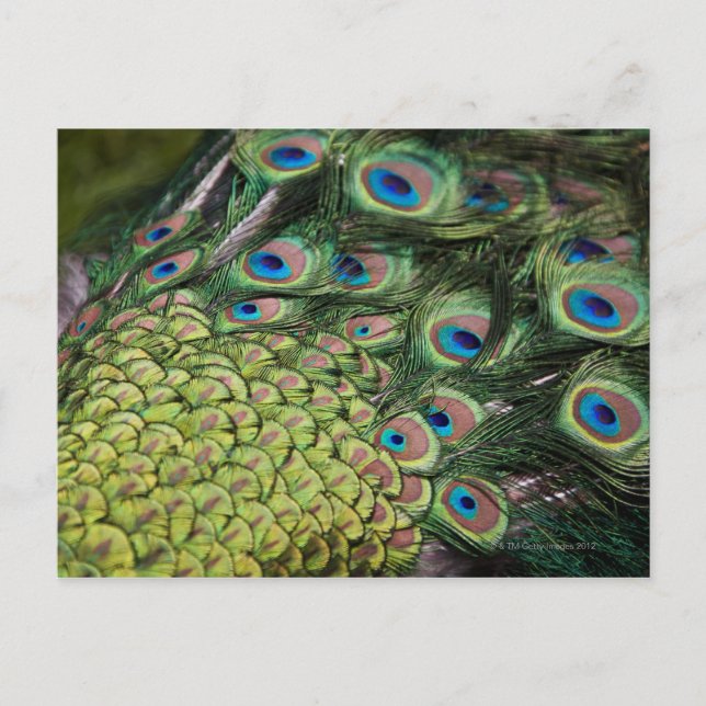 Postal Peacock macho (Pavo cristatus) con cola (Anverso)