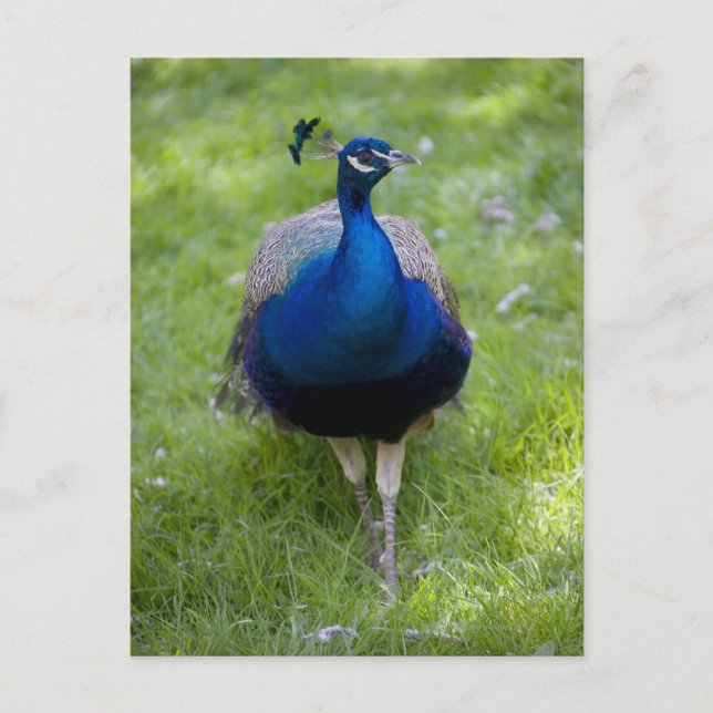 Postal Peacock masculino (Pavo cristatus) (Anverso)