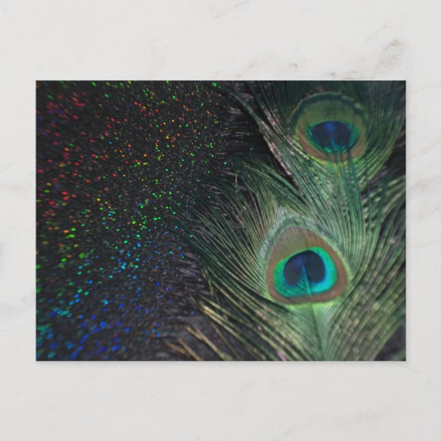 Postal Peacock negro arcoiris (Anverso)