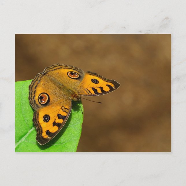 Postal Peacock Pansy Butfly (Anverso)