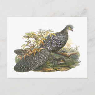 Postal Peacock Pheasant