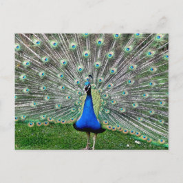 Postal Peacock Plume