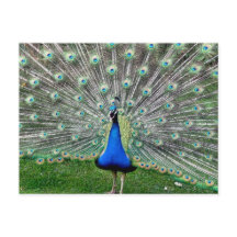 Postal Peacock Plume