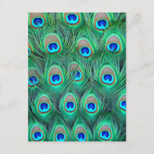 Postal Peacock Splendor