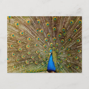 Postal Peacock Tail Feathers