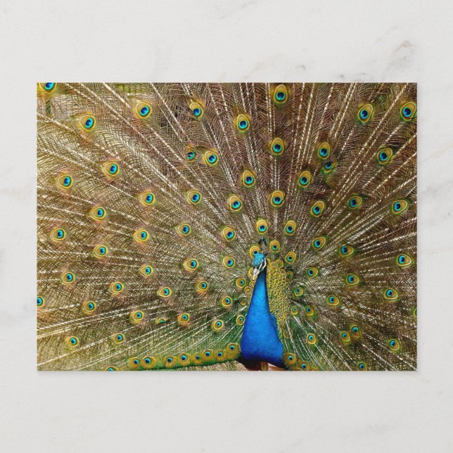 Postal Peacock Tail Feathers (Anverso)