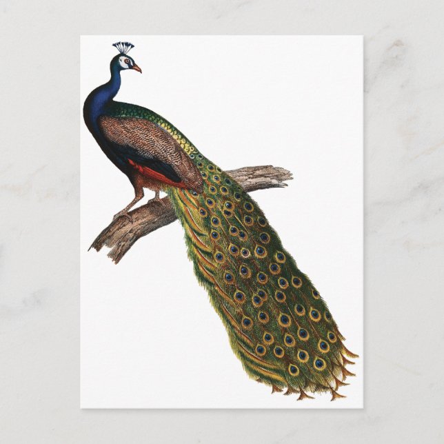 Postal Peacock vintage (Anverso)