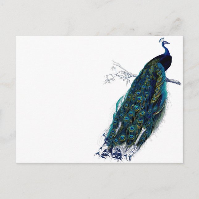 Postal Peacock vintage (Anverso)