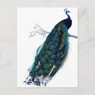 Postal Peacock vintage