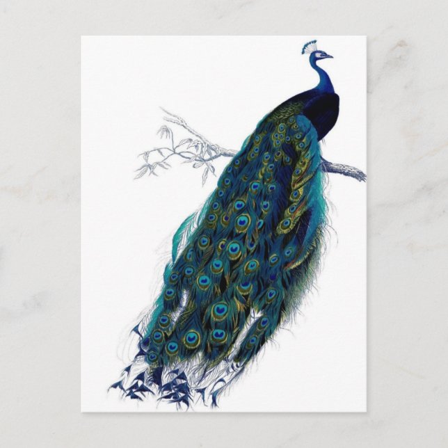 Postal Peacock vintage (Anverso)