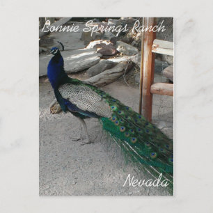 Postal Peacocks en Bonnie Springs Nevada - Postcard