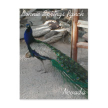 Peacocks en Bonnie Springs Nevada - Postcard