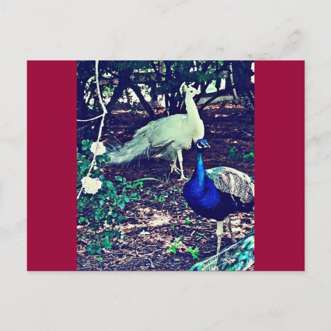 Postal Peacocks vintage (Anverso)
