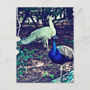 Postal Peacocks vintage
