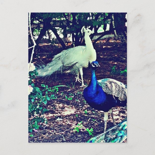 Postal Peacocks vintage (Anverso)
