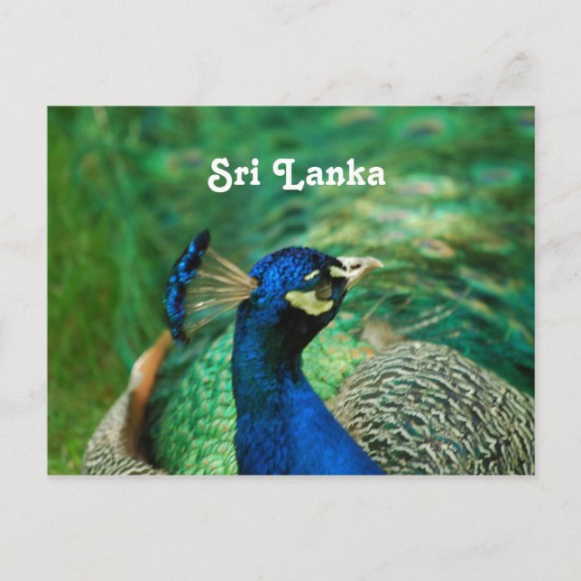 Postal Peafowl de Sri Lanka (Anverso)