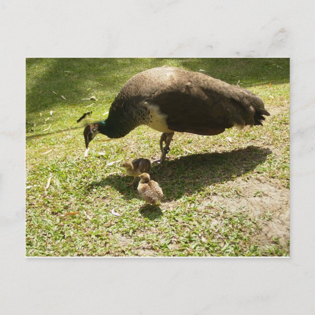 Postal Peahen Con Chicas (Anverso)